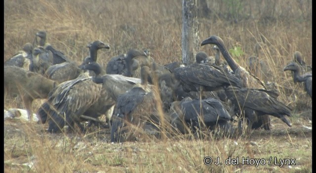 Slender-billed Vulture - ML201346751