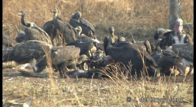 Red-headed Vulture - ML201346761