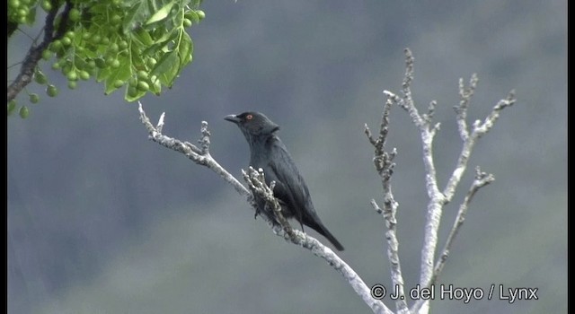 Striated Starling - ML201346771