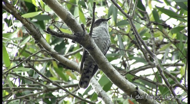 Shining Bronze-Cuckoo (New Caledonian) - ML201346781