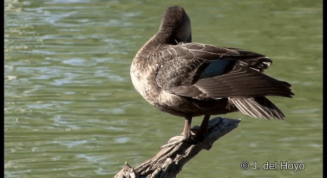 Pacific Black Duck - ML201346831