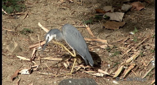 White-faced Heron - ML201346841