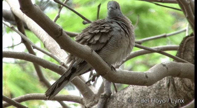 斑馬鳩 - ML201346861