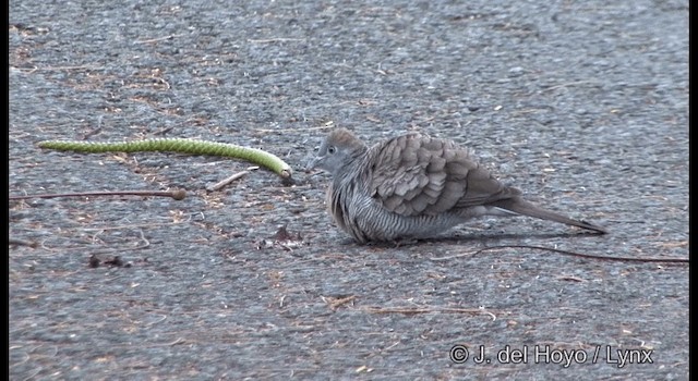 Tortolita Estriada - ML201346871