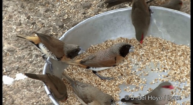 Chestnut-breasted Munia - ML201346881