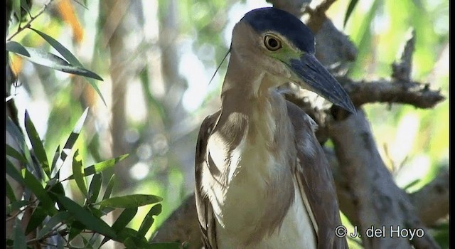 Nankeen Night Heron - ML201346891