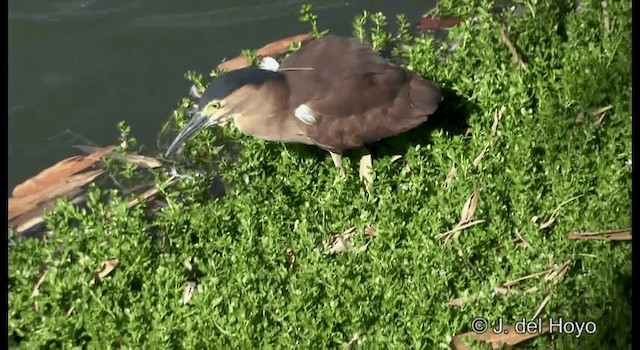 Nankeen Night Heron - ML201346901