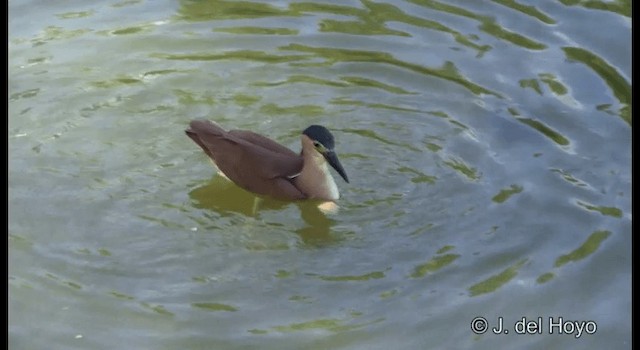 Nankeen Night Heron - ML201346911