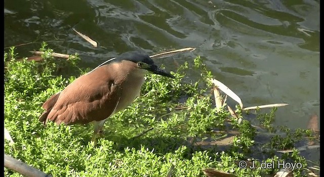 Nankeen Night Heron - ML201346921