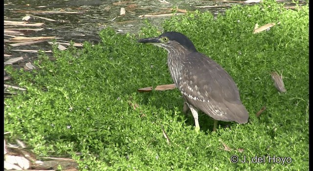 Nankeen Night Heron - ML201346931