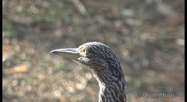 Nankeen Night Heron - ML201346941