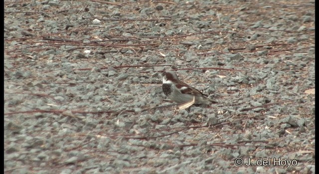 House Sparrow - ML201346951