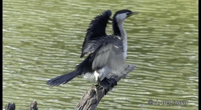 Little Pied Cormorant - ML201346971