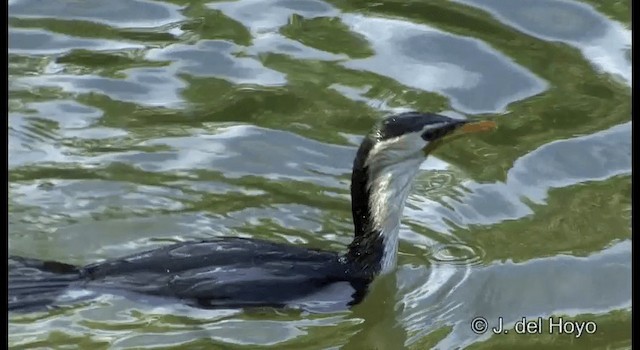 Little Pied Cormorant - ML201346981