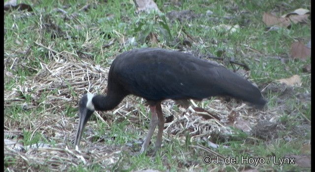 ibis běloramenný - ML201347001
