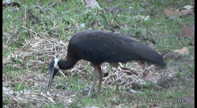 blånakkeibis - ML201347001