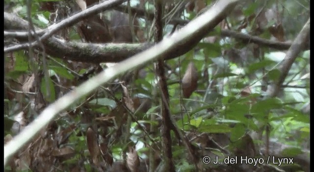 Abbott's Babbler - ML201347011