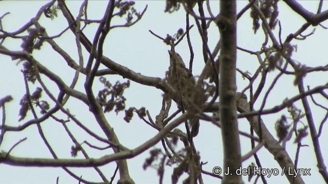 barbet čárkovaný - ML201347031