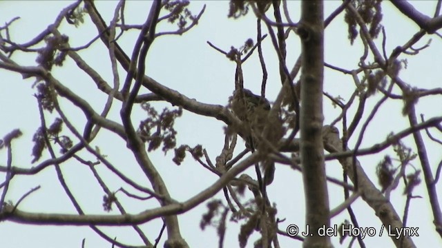 barbet čárkovaný - ML201347041