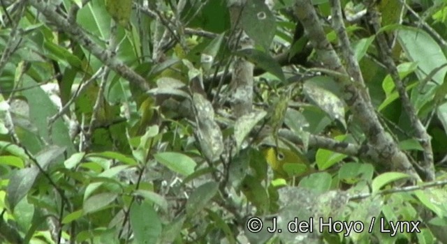 Ashy-bellied White-eye - ML201347111