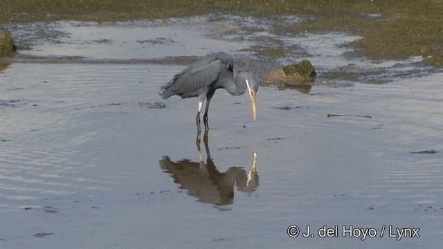 Western Reef-Heron (Eastern) - ML201347131