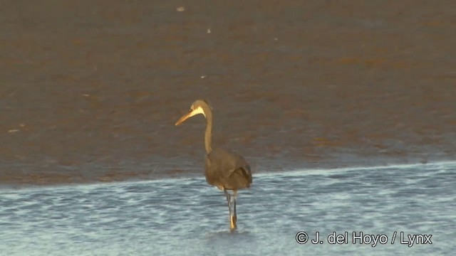 Western Reef-Heron (Eastern) - ML201347151