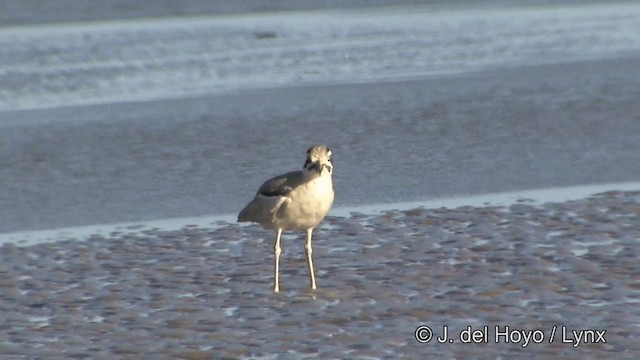 Great Thick-knee - ML201347161