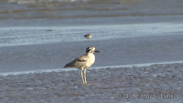 Great Thick-knee - ML201347171