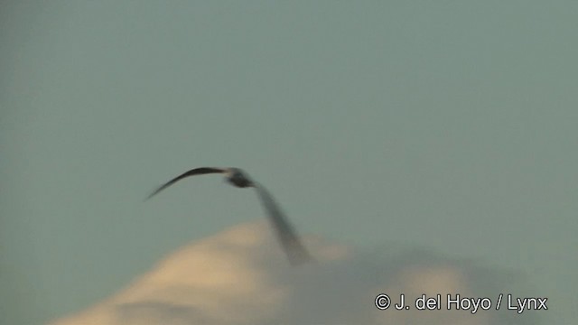 Gull-billed Tern - ML201347181