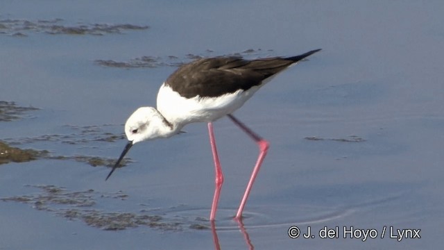 Black-winged Stilt - ML201347191