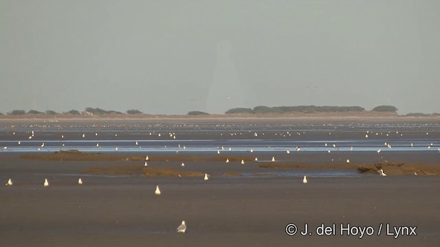 Brown-headed Gull - ML201347201