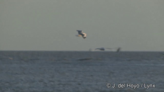 Brown-headed Gull - ML201347211