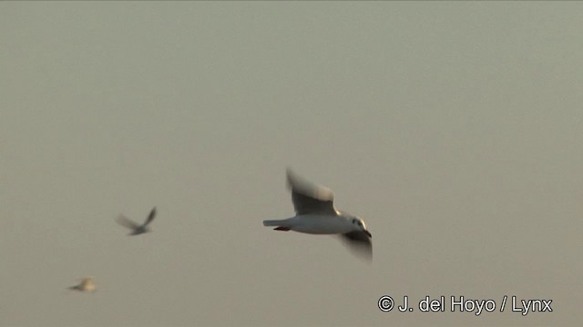 Brown-headed Gull - ML201347221