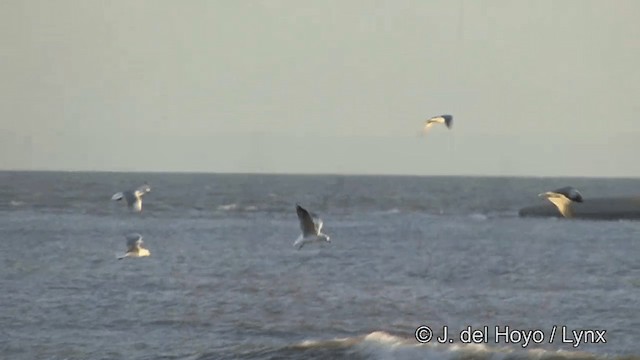 Brown-headed Gull - ML201347231