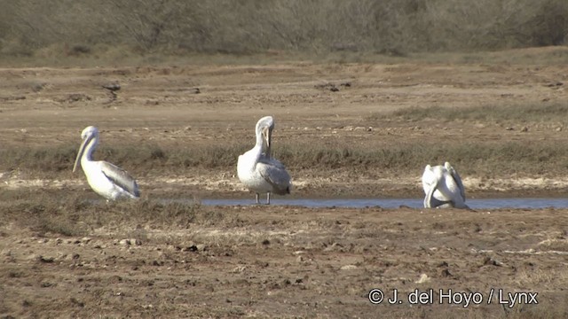 Dalmatian Pelican - ML201347241