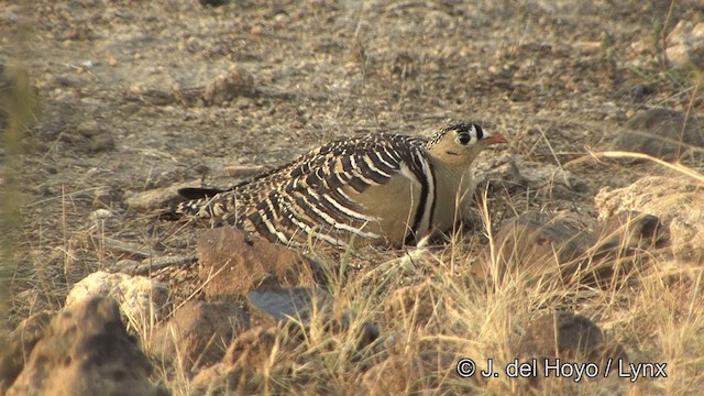 Painted Sandgrouse - ML201347361