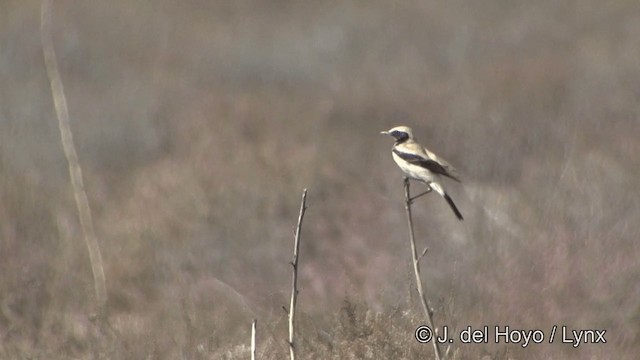 Desert Wheatear - ML201347471