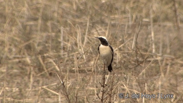 Desert Wheatear - ML201347481