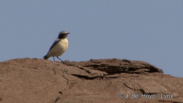 Desert Wheatear - ML201347491