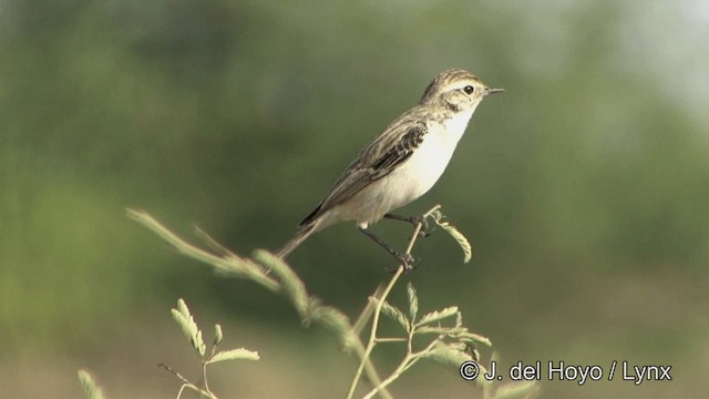 ørkenbuskskvett - ML201347501