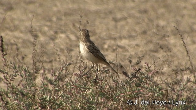 ørkenbuskskvett - ML201347511