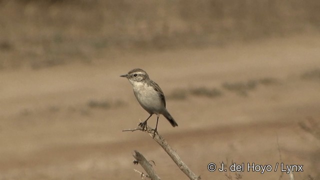 ørkenbuskskvett - ML201347521