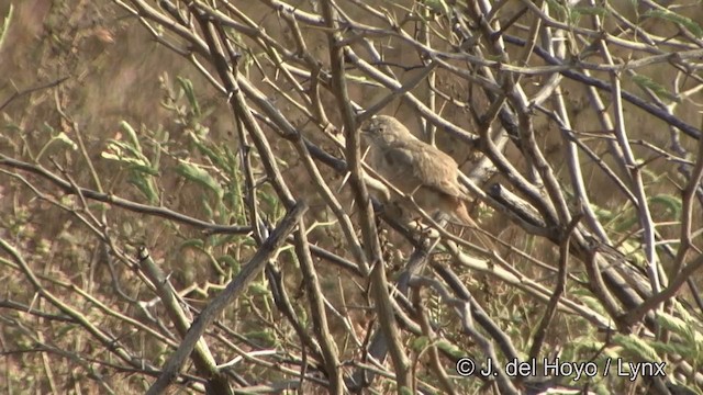 Цөлийн зэржгэнэ - ML201347531