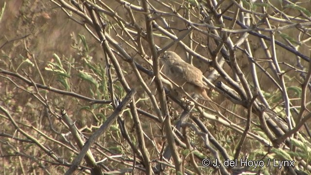 Asian Desert Warbler - ML201347531