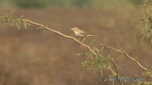Asian Desert Warbler - ML201347541