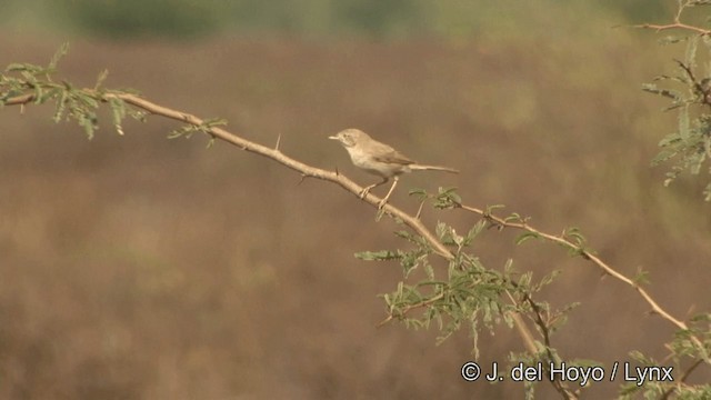 漠地林鶯 - ML201347541