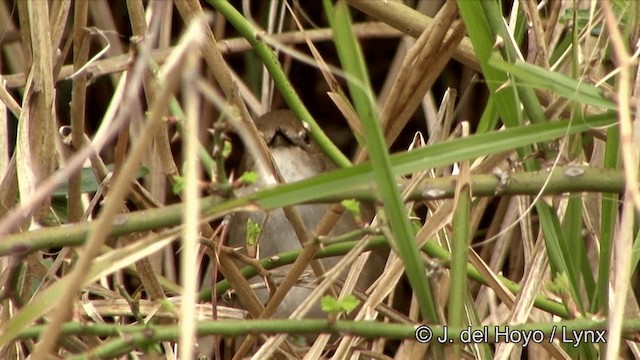 Zarzalero de Formosa - ML201347661