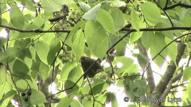 Brown Bullfinch (Brown) - ML201347761