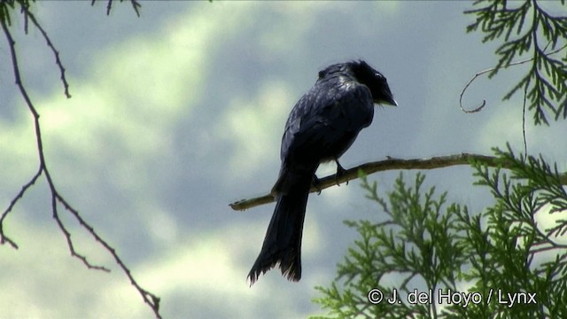 Menevişli Drongo - ML201347831