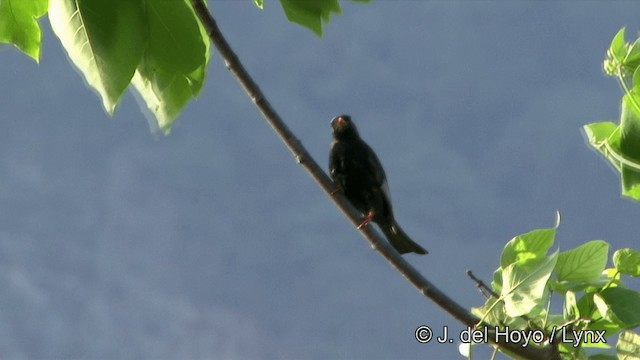 svartbylbyl (nigerrimus) - ML201347861